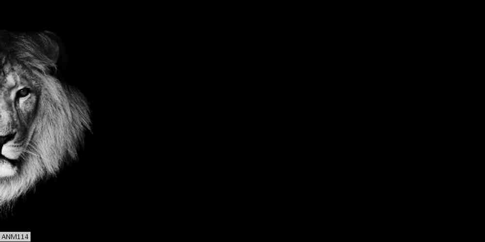 ANM114
