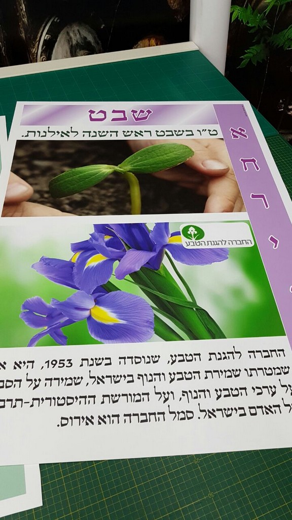 אתי אלטחן